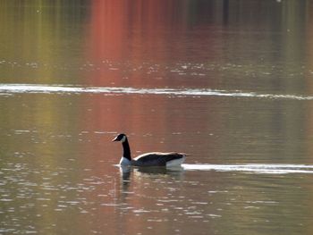 Side view of a bird in lake