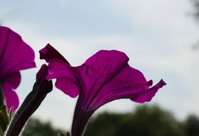 Close-up of pink flowers