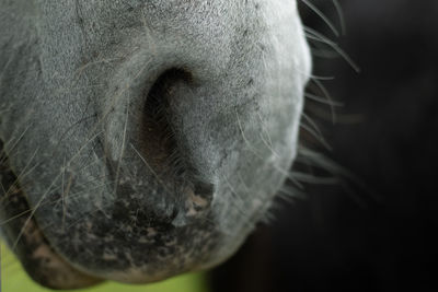 Close-up of horse snout