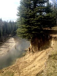 Scenic view of forest against sky