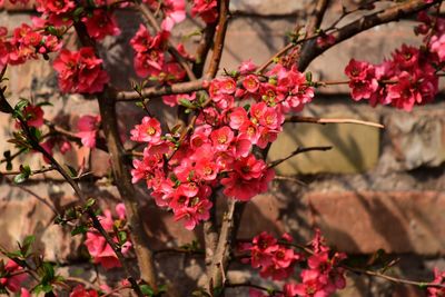 Close-up of pink cherry blossom