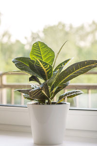Close-up of potted plant on table