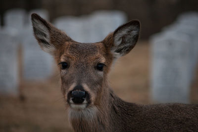 Close-up portrait of deer