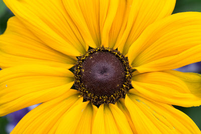 Extreme close-up of sunflower blooming at park