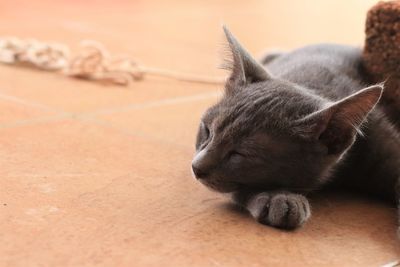 Close-up of cat sleeping