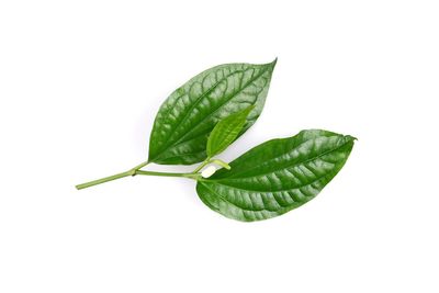 Close-up of green leaves against white background