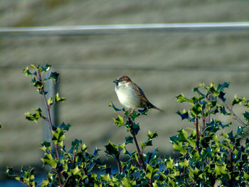 Close-up of sparrow perching on plants