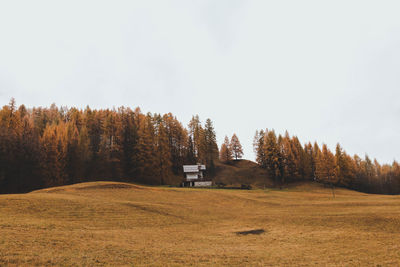 Trees on field against clear sky