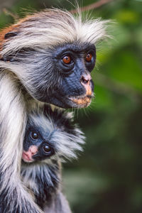 Close-up of monkey