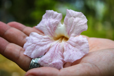 Close-up of hand holding purple flower