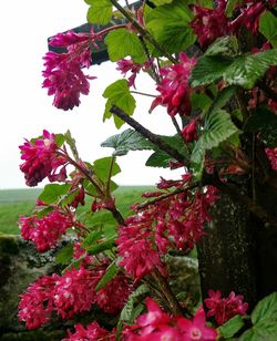 Close-up of fresh pink flowers blooming on tree