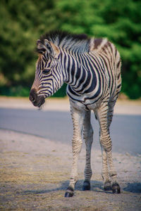 Zebra standing on a land