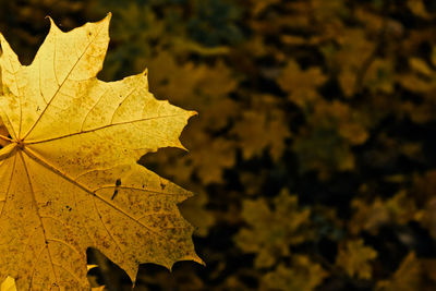 Close-up of yellow maple leaves