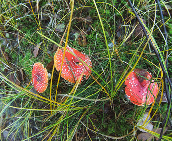 High angle view of fly agaric mushroom on field