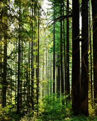 Trees in forest