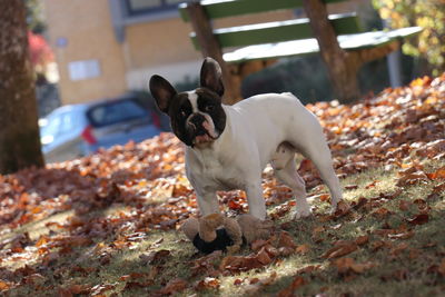 Portrait of dog standing on land