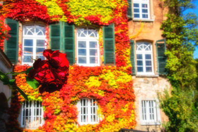 Red flowering plants by building