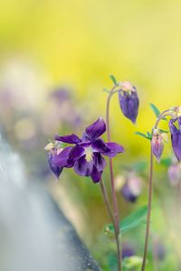 Close-up of purple flowering plant