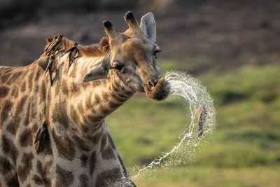 Close-up of giraffe on field