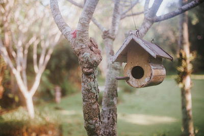 Close-up of birdhouse on tree trunk