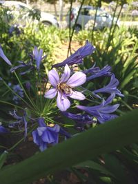 Close-up of purple flowers