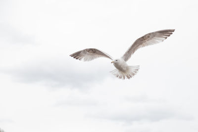 Low angle view of eagle flying in sky