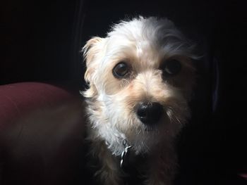 Close-up portrait of dog