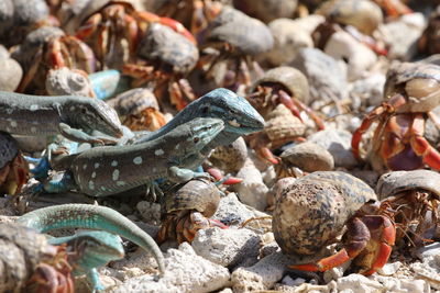 Close-up of crabs and lizards on beach