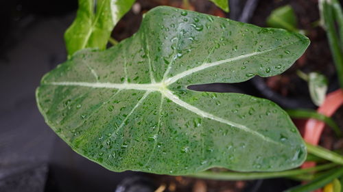 leaf