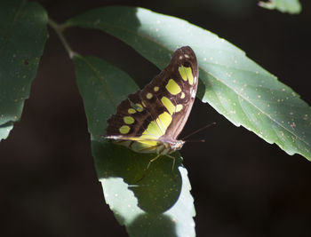 Close-up of insect on plant