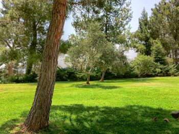 Trees on grassy field