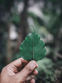 Close-up of hand holding leaves