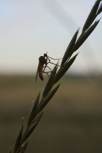 Close-up of insect on plant