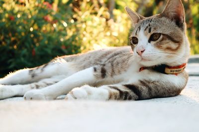 Close-up of a cat resting