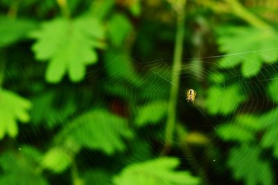 Close-up of spider on web