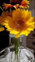 Close-up of yellow flowers