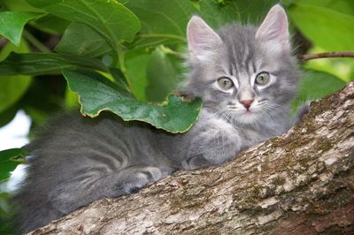 Portrait of cat by tree against plants