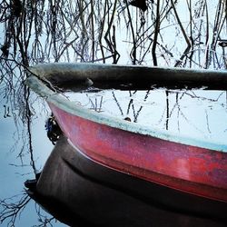Bare trees by the lake