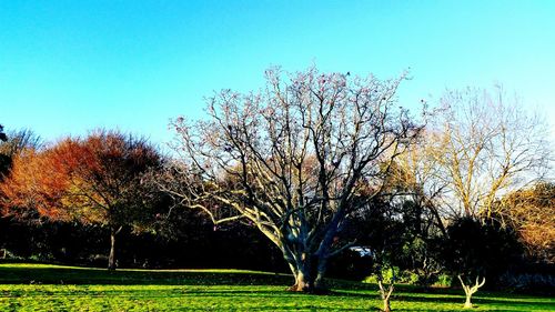 Bare trees on landscape against clear sky