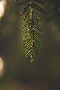 Close-up of raindrops on pine tree