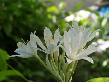 Close-up of white flowering plant in park