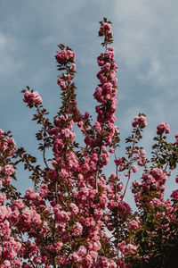 Low angle view of pink cherry blossoms in spring