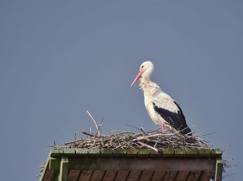 Low angle view of white stork perching on roof against clear sky