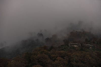 Trees in forest against sky during foggy weather