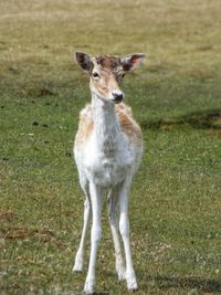 Portrait of lion standing on field
