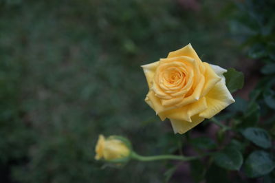 Yellow rose.