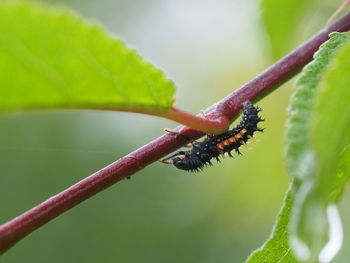 Close-up of insect on leaf