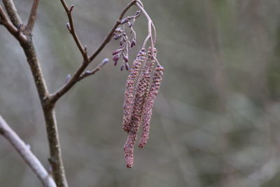 Close-up of snow on plant