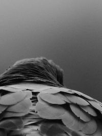 Close-up of feather against wall