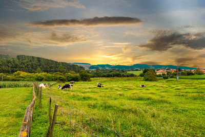 Cattle grazing on field against sky during sunset